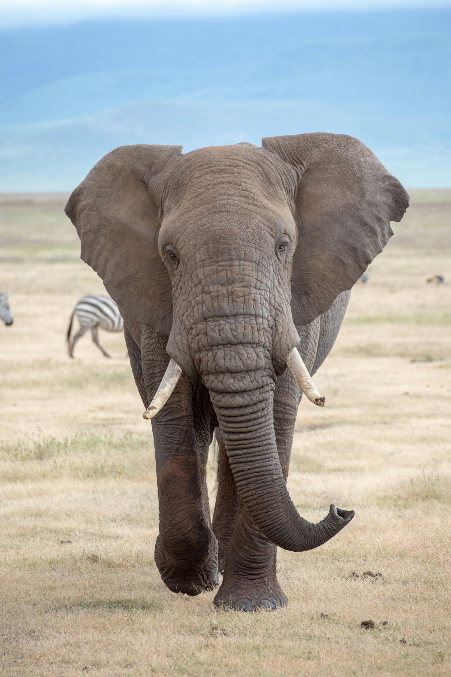 Close-up of an African elephant (Loxodonta africana) in Tanzania's savanna, showcasing wildlife beauty.